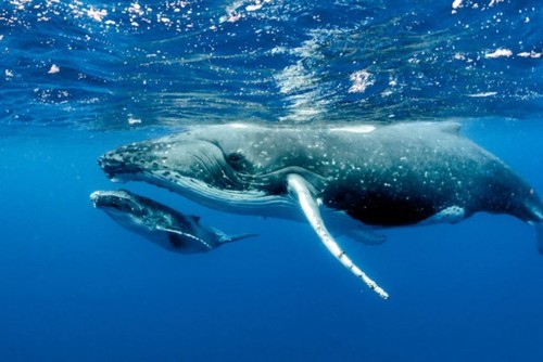 全国民が認識するべき捕鯨法の闇